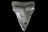 Large, Fossil Mako Shark Tooth - Georgia #75034-1